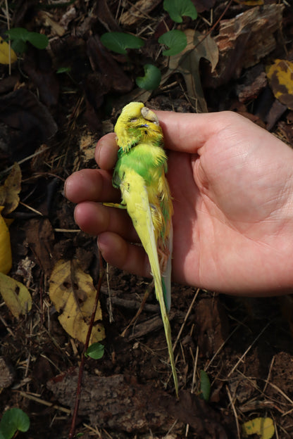 Dry Preserved Parakeet