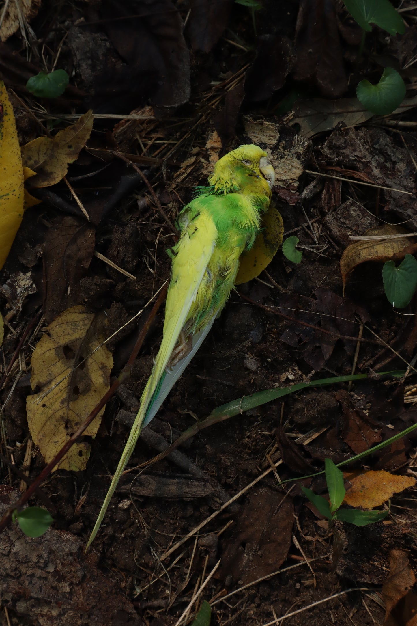 Dry Preserved Parakeet