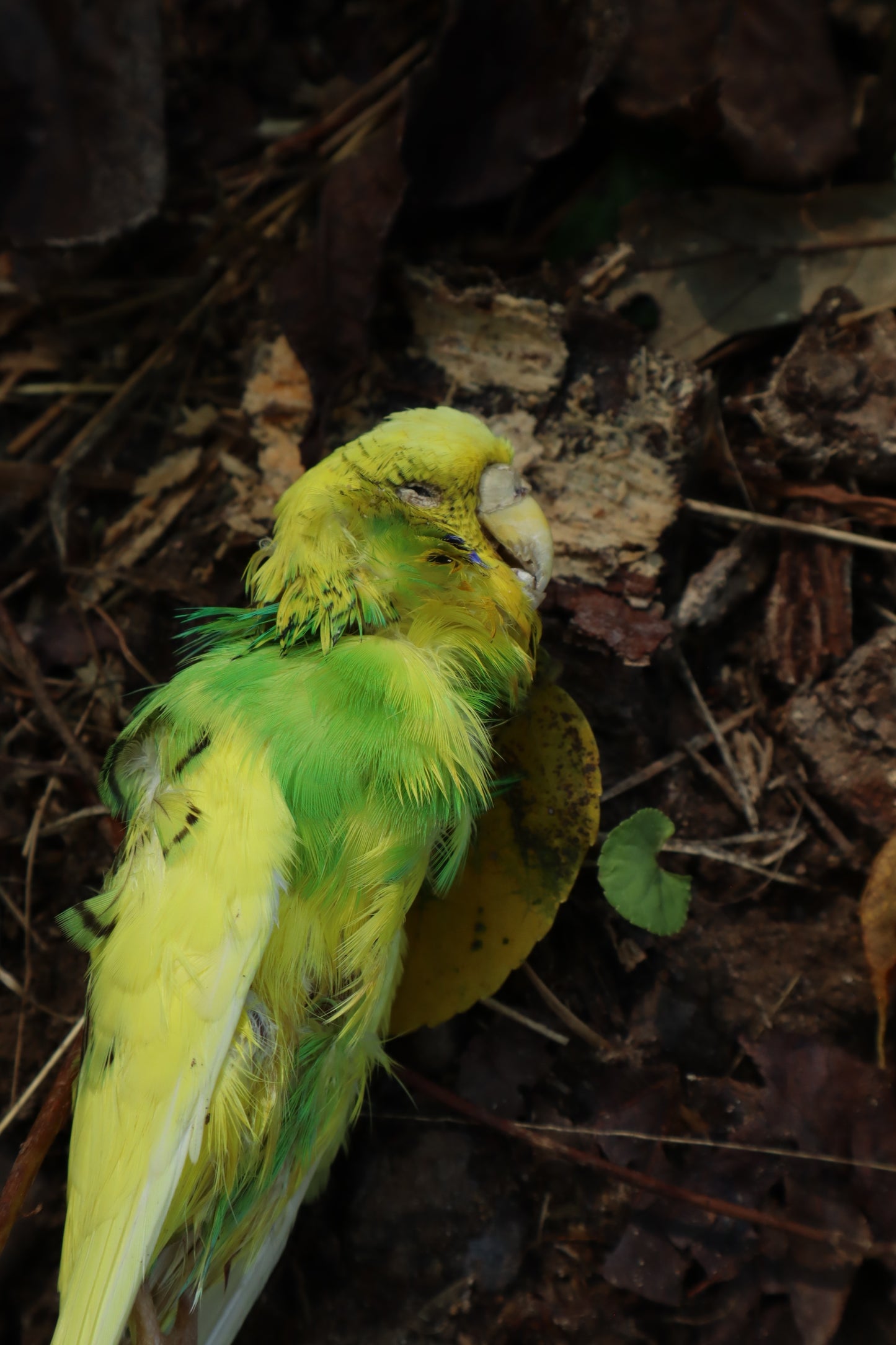 Dry Preserved Parakeet