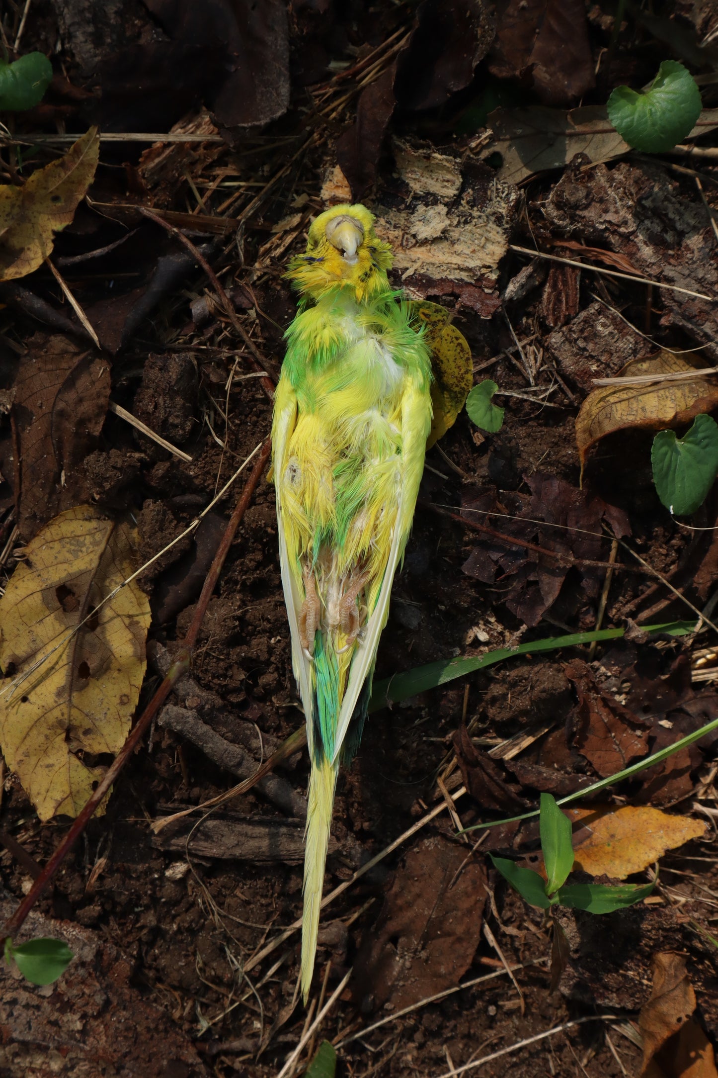 Dry Preserved Parakeet