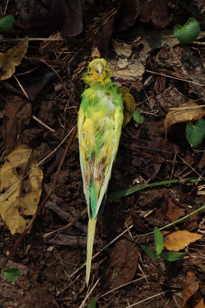 Dry Preserved Parakeet