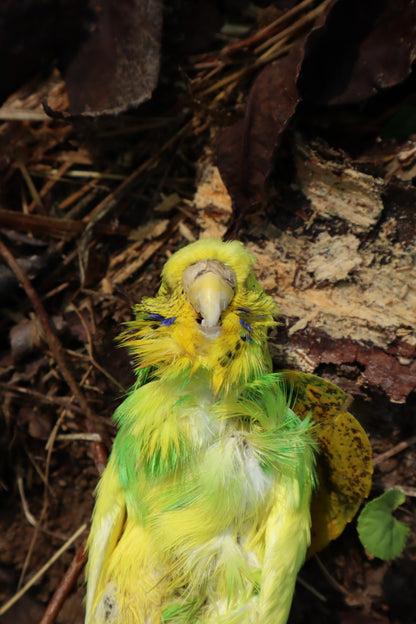Dry Preserved Parakeet