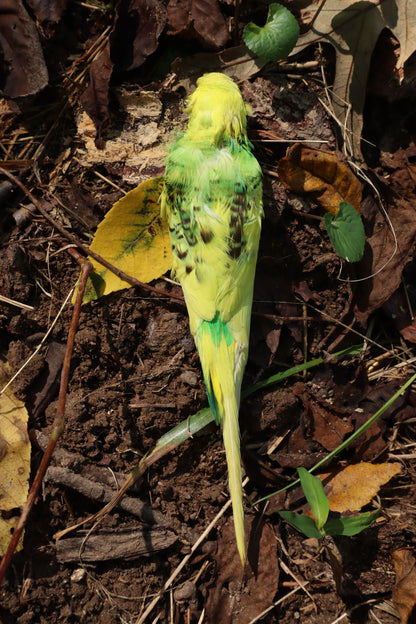 Dry Preserved Parakeet
