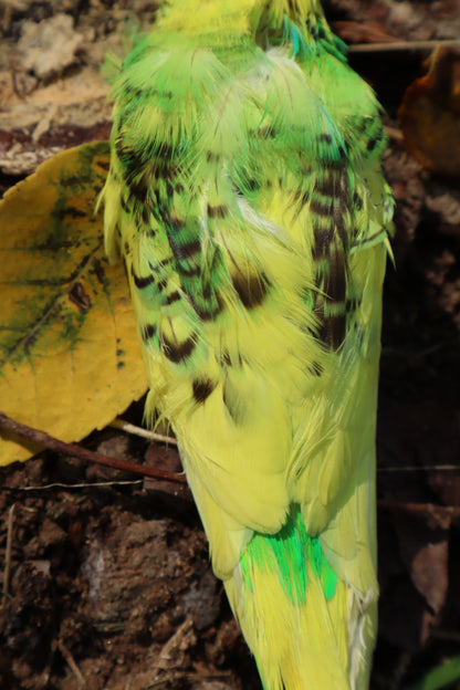 Dry Preserved Parakeet