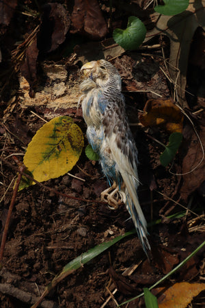 Dry Preserved Parakeet