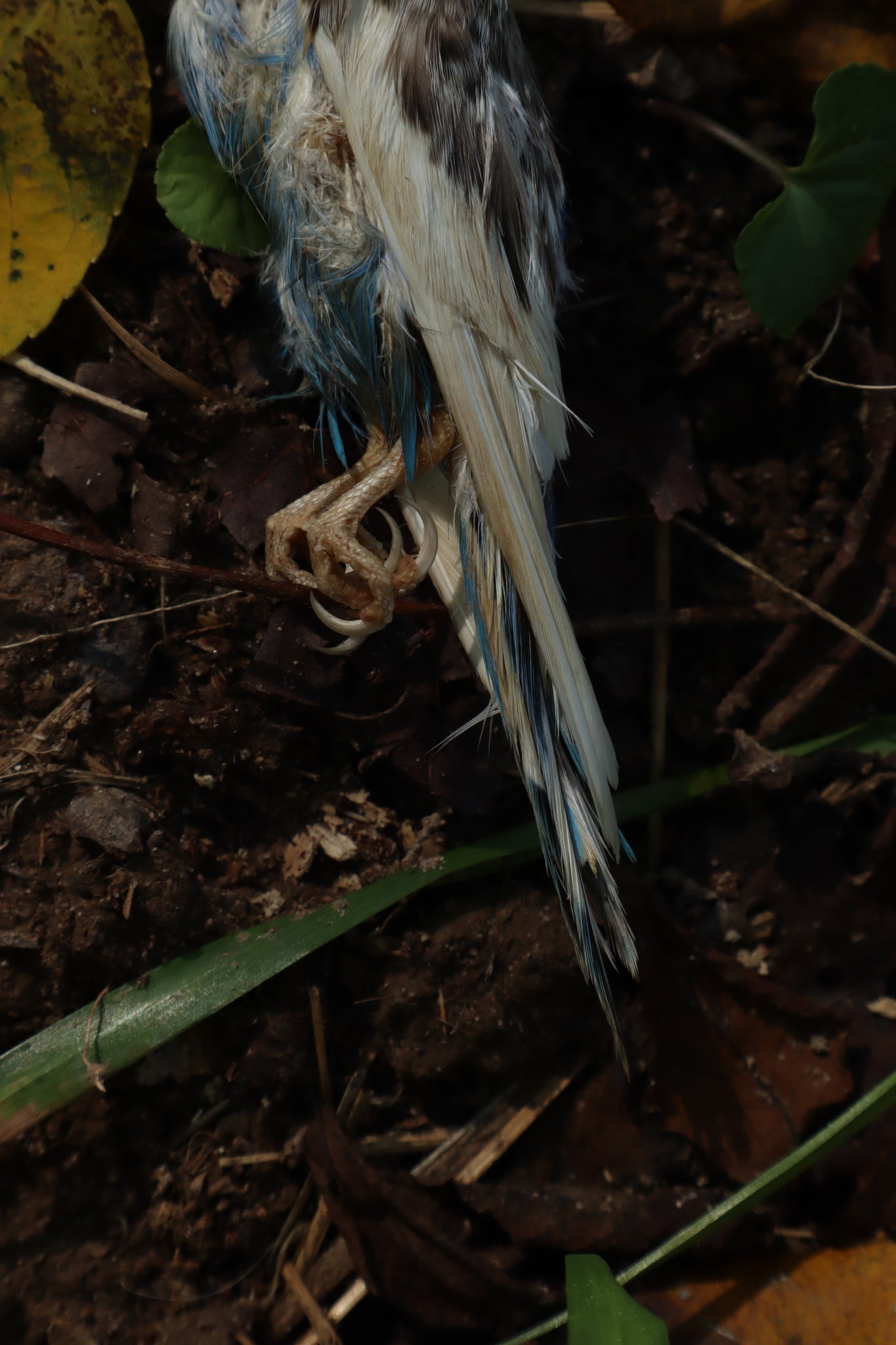 Dry Preserved Parakeet