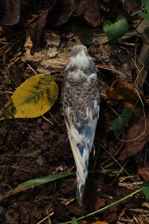 Dry Preserved Parakeet