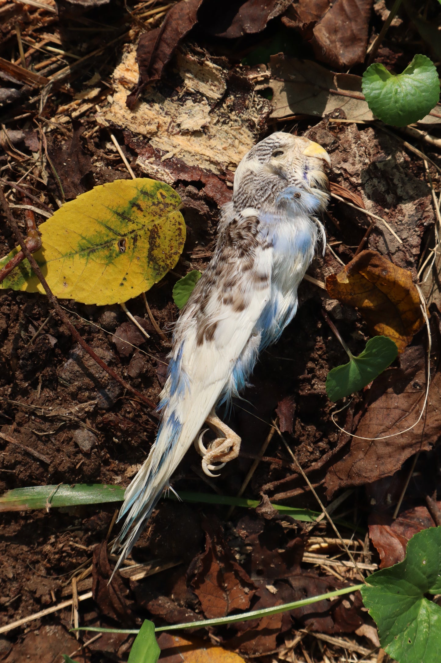 Dry Preserved Parakeet