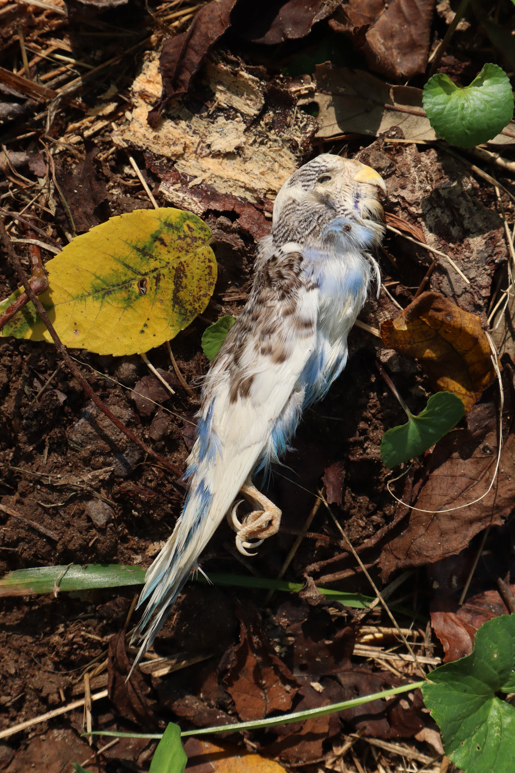 Dry Preserved Parakeet