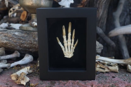 Reserved for Melina - Beaver Paw Articulation