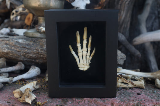 Reserved for Melina - Beaver Paw Articulation