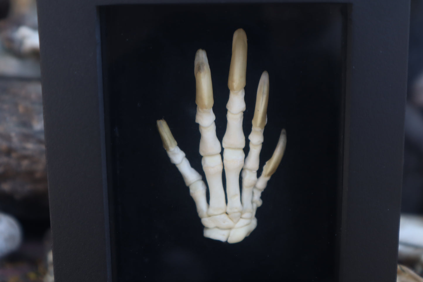 Reserved for Melina - Beaver Paw Articulation