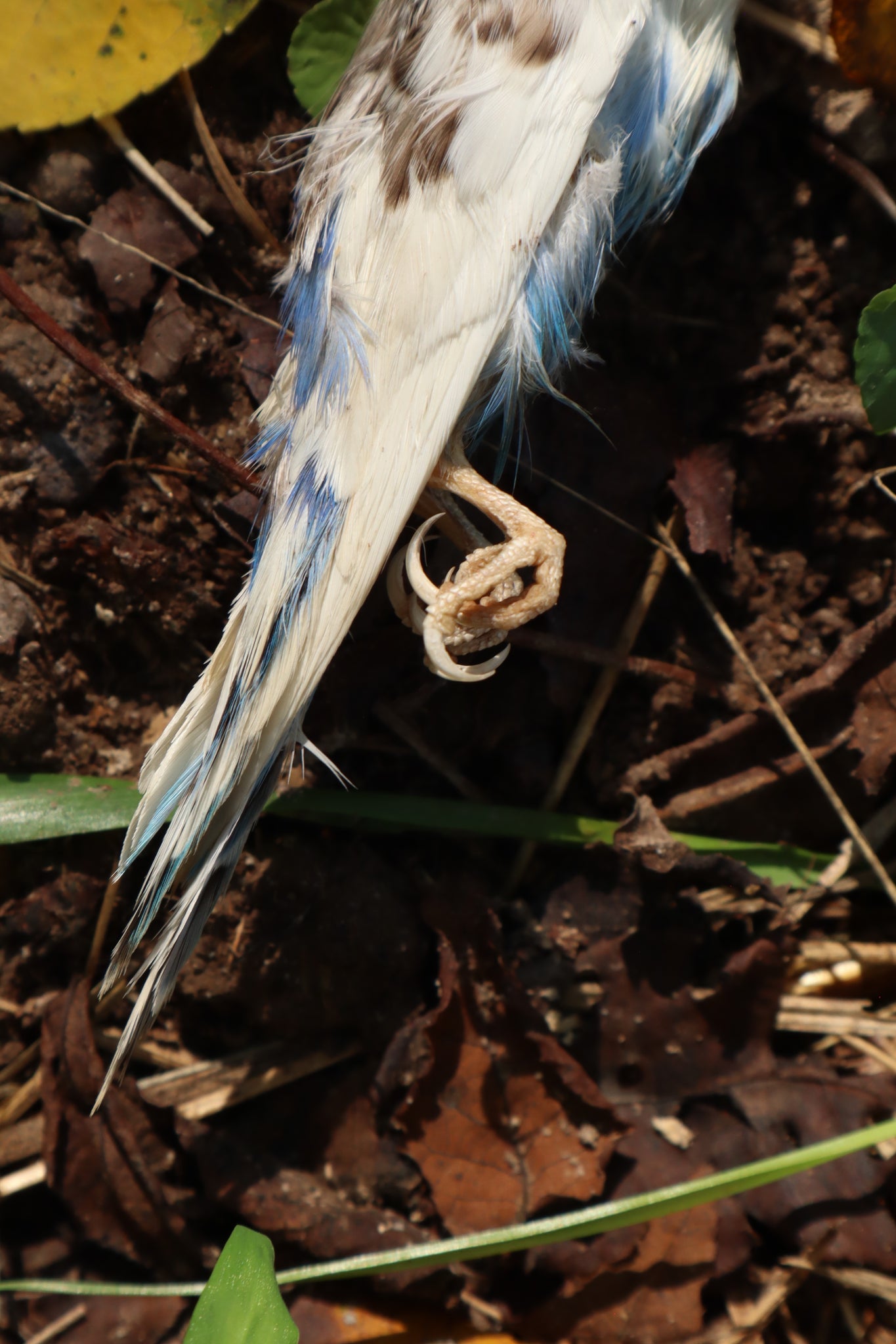 Dry Preserved Parakeet