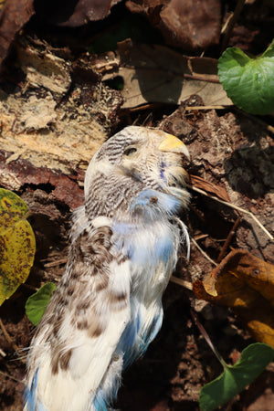 Dry Preserved Parakeet