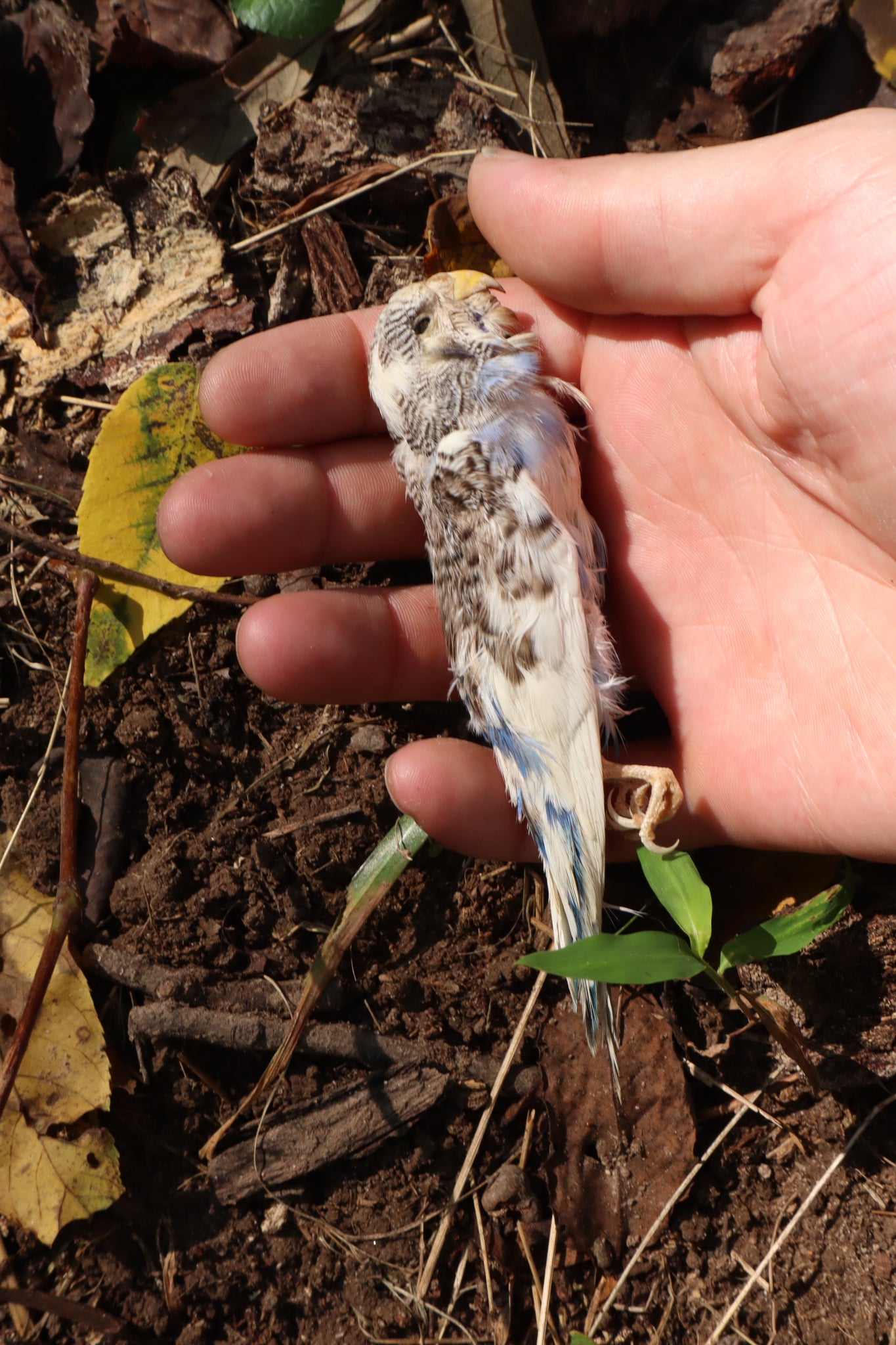 Dry Preserved Parakeet