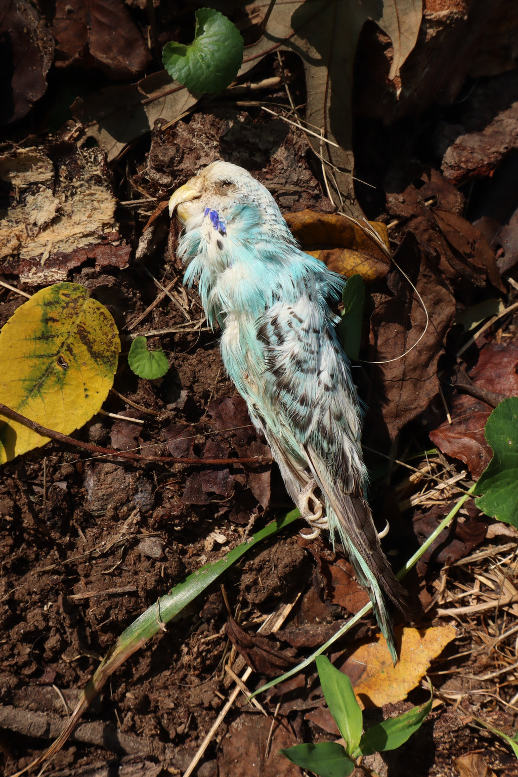 Dry Preserved Parakeet