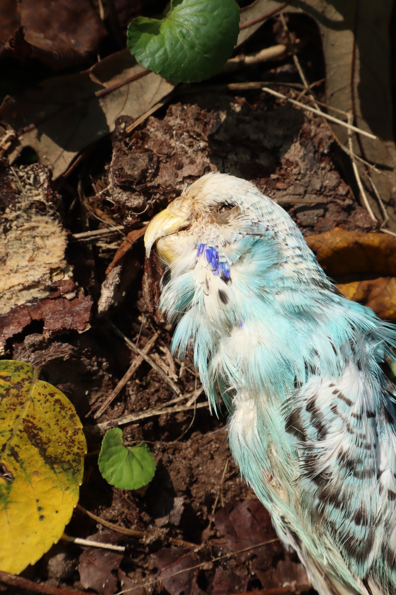 Dry Preserved Parakeet