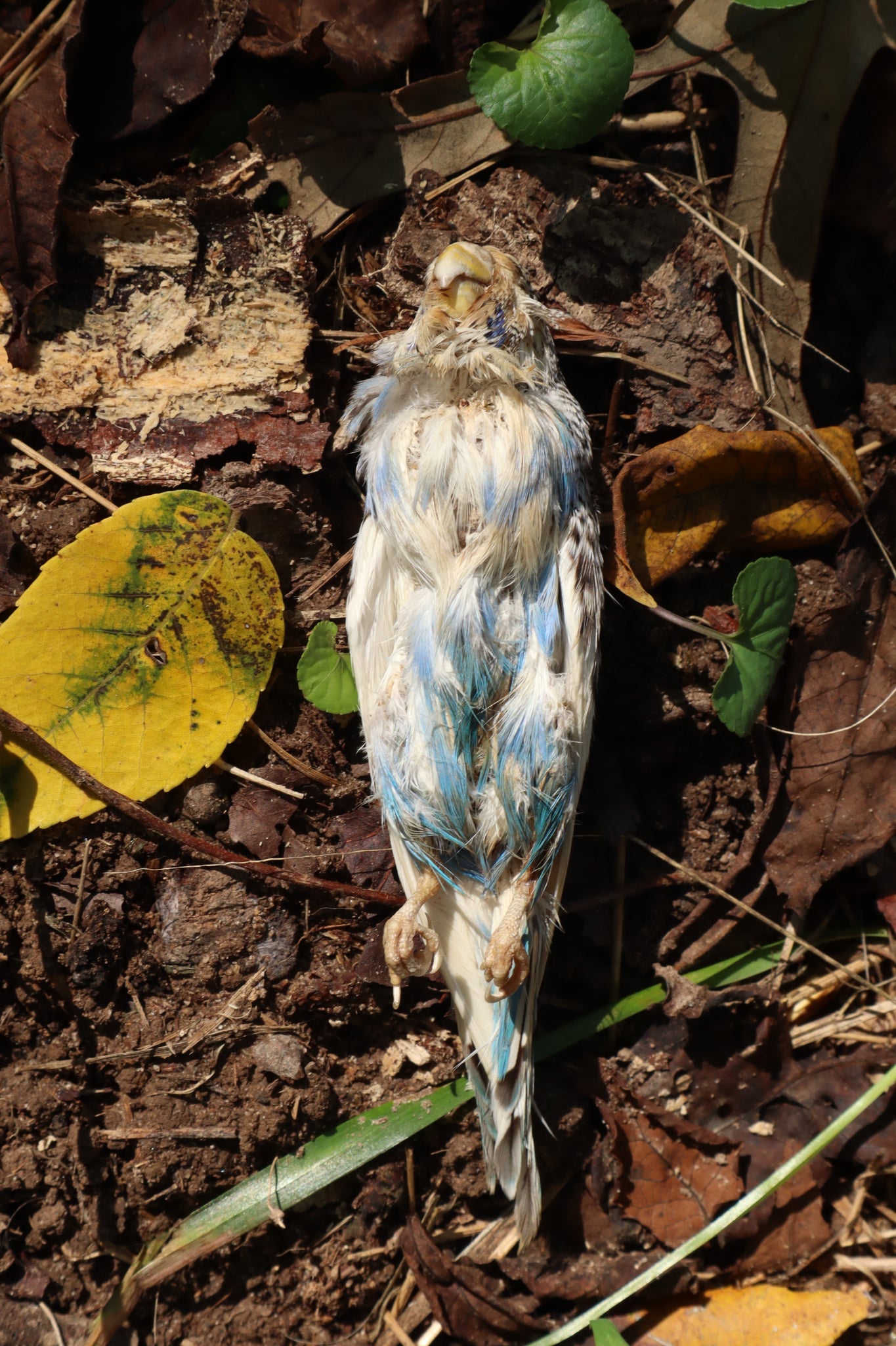 Dry Preserved Parakeet