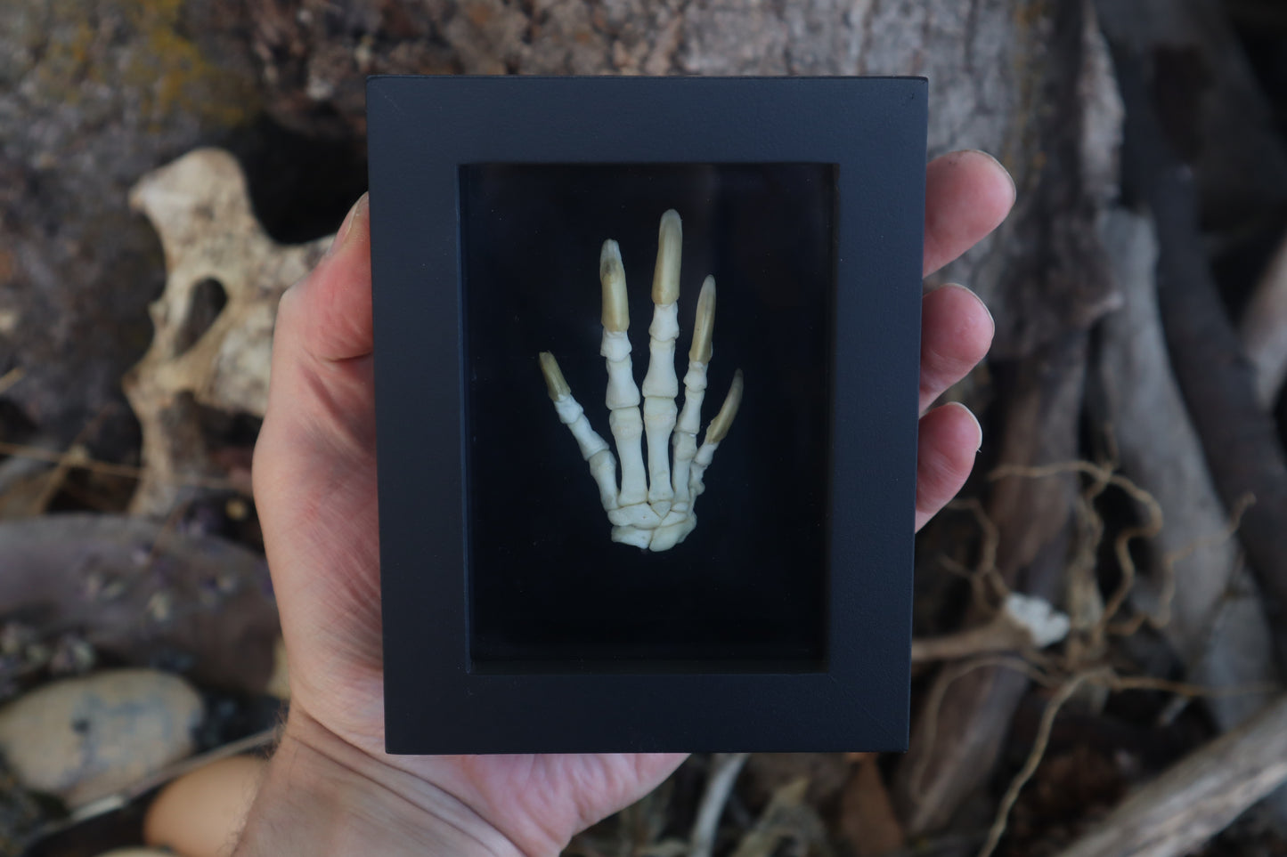 Reserved for Melina - Beaver Paw Articulation