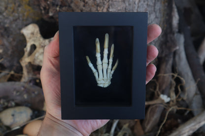 Reserved for Melina - Beaver Paw Articulation