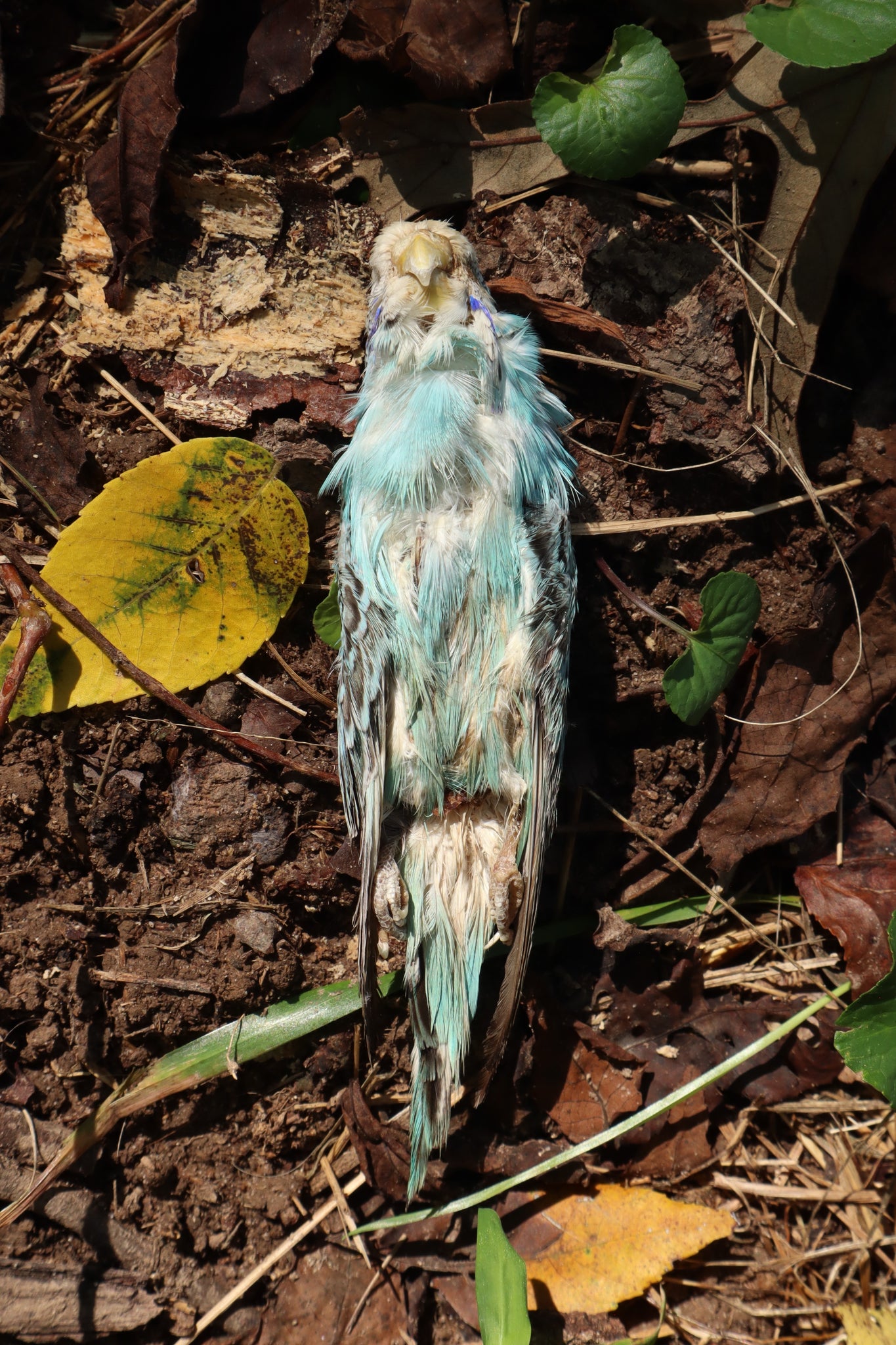 Dry Preserved Parakeet