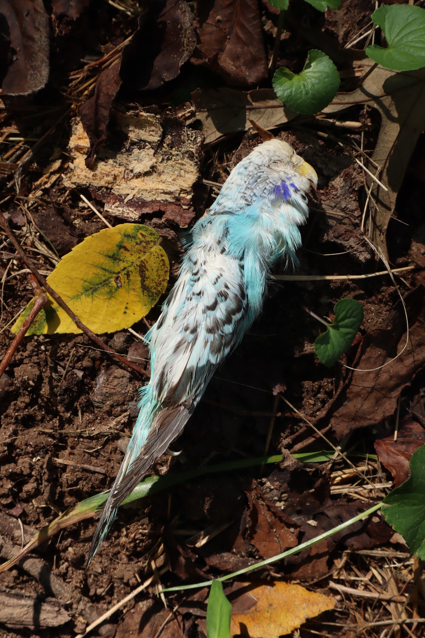 Dry Preserved Parakeet