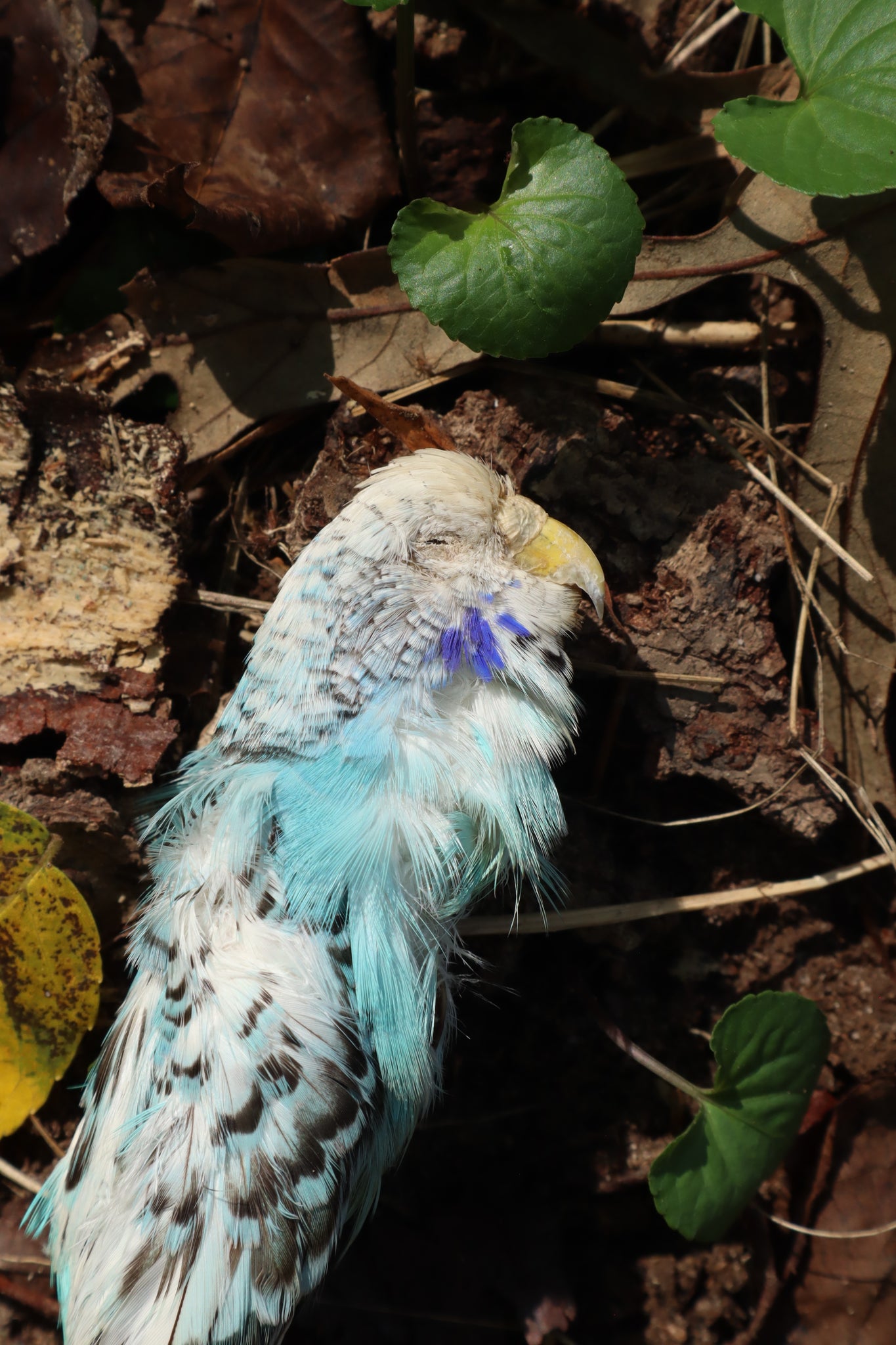 Dry Preserved Parakeet