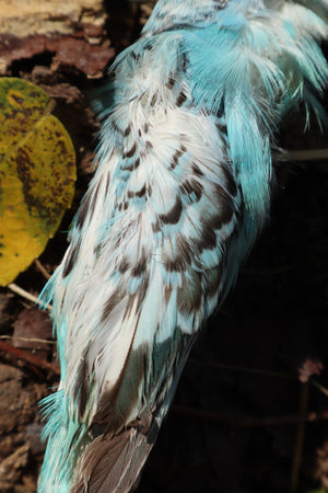 Dry Preserved Parakeet