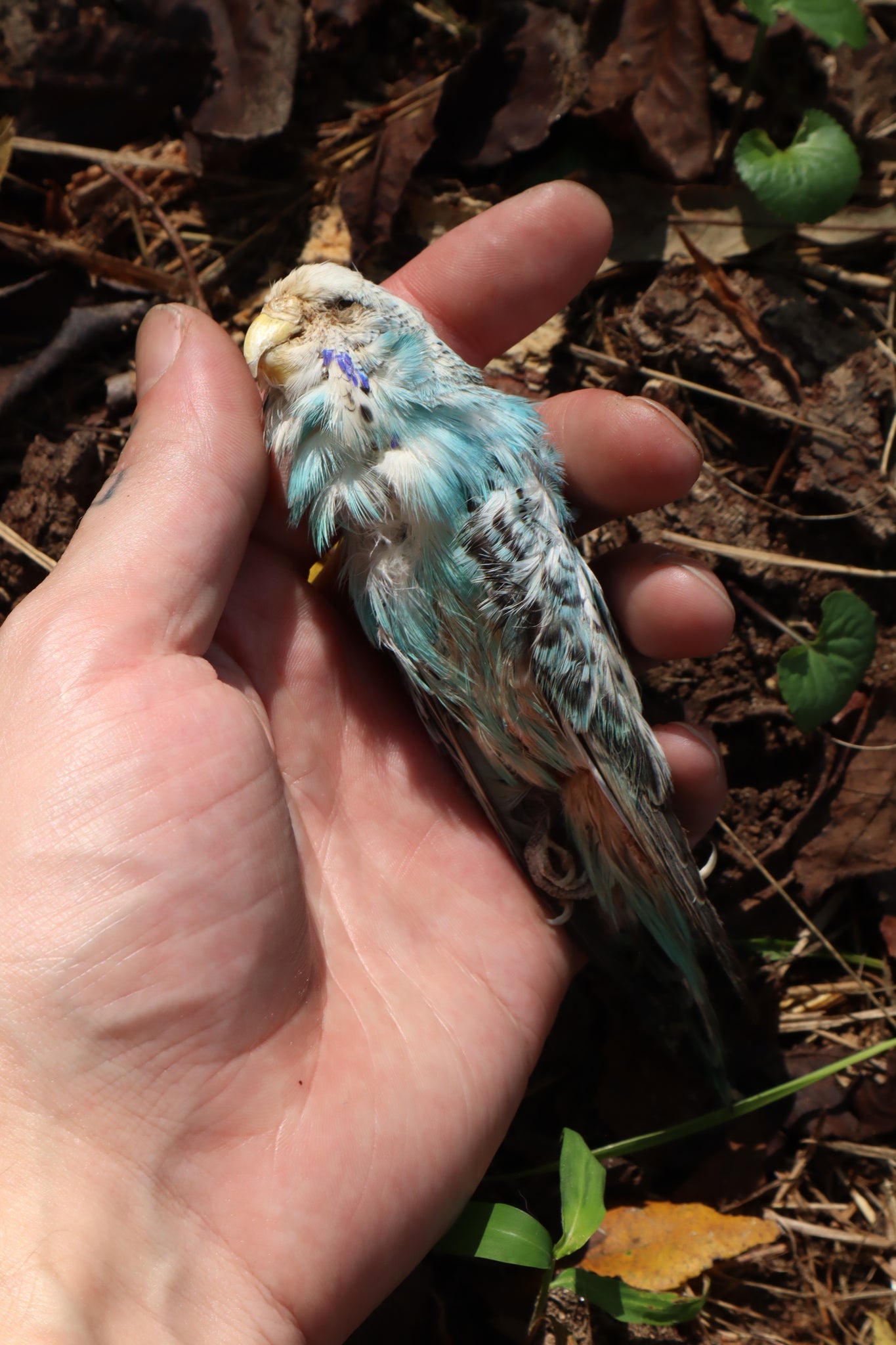 Dry Preserved Parakeet