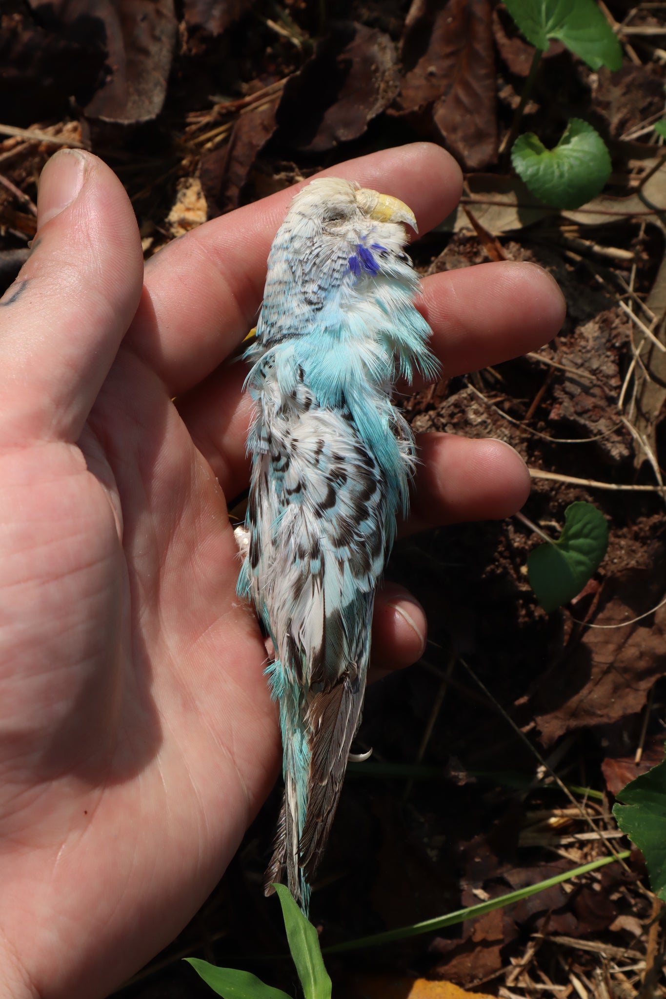 Dry Preserved Parakeet