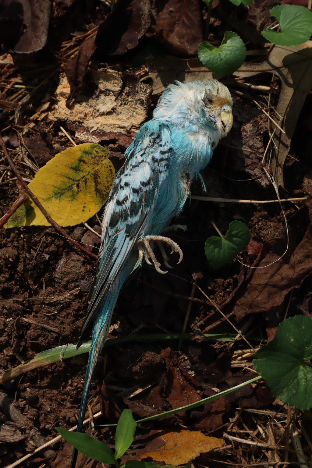 Dry Preserved Parakeet