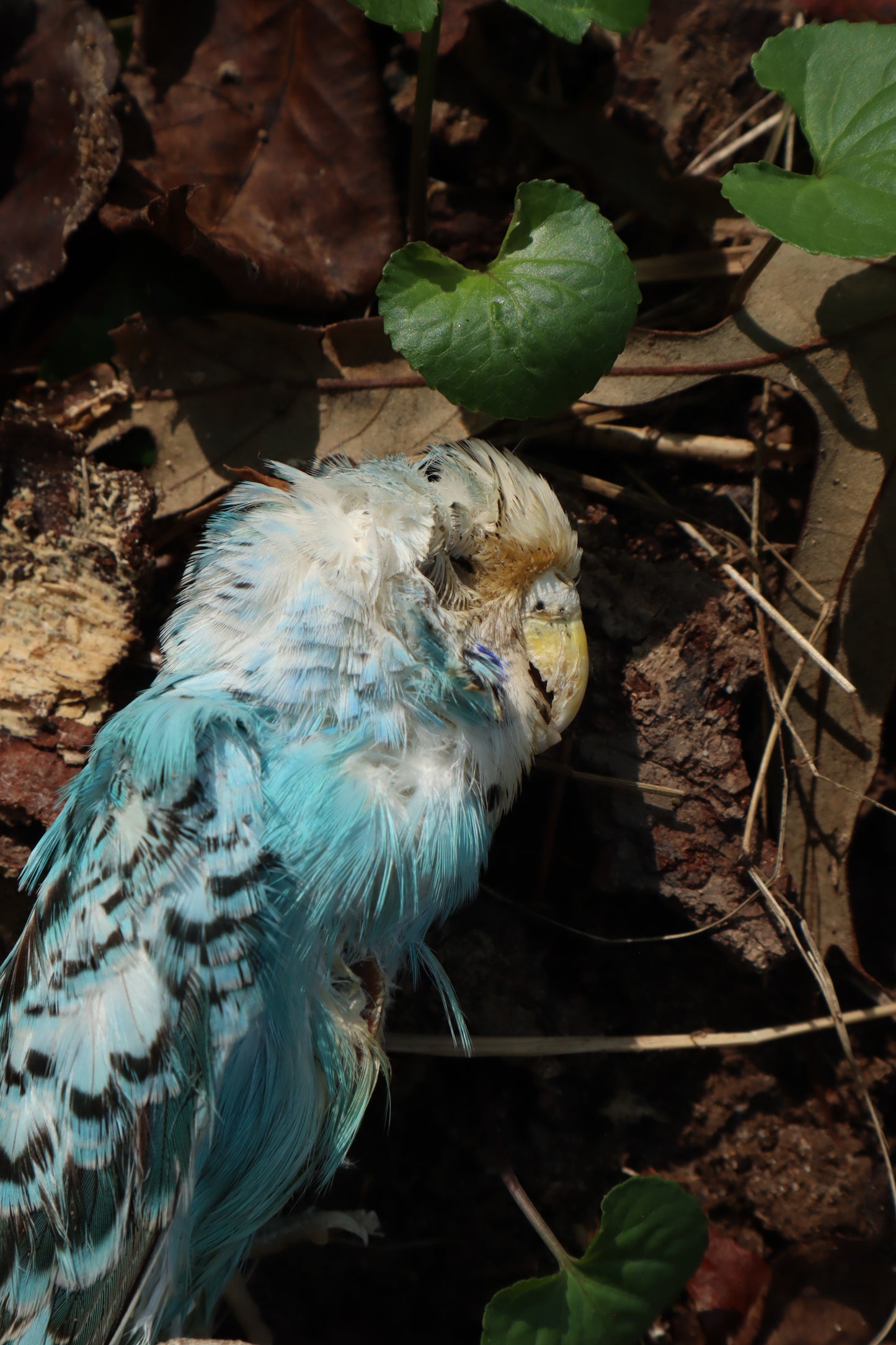 Dry Preserved Parakeet