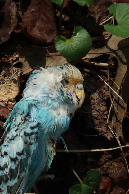 Dry Preserved Parakeet