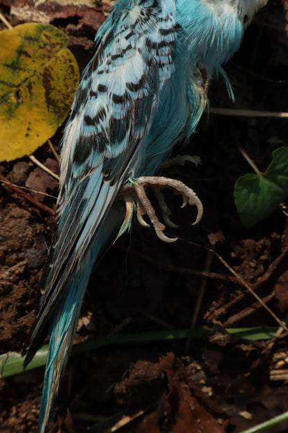 Dry Preserved Parakeet