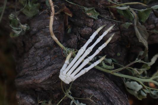 Lucky Cottontail Rabbit Paw Articulation