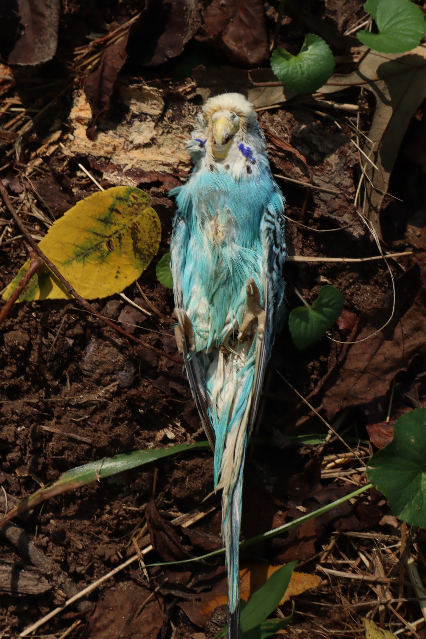 Dry Preserved Parakeet