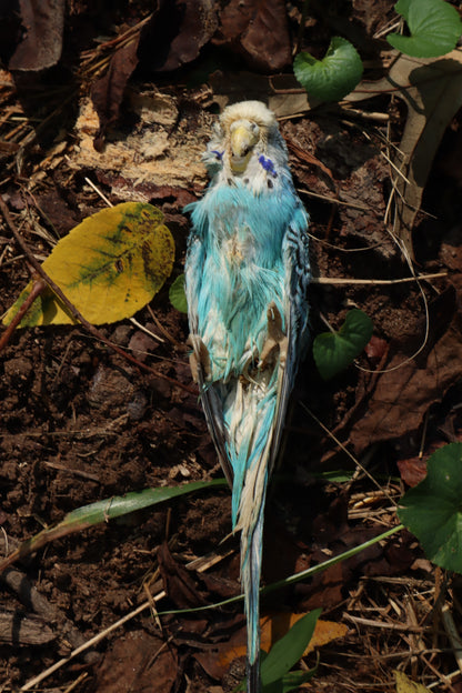 Dry Preserved Parakeet