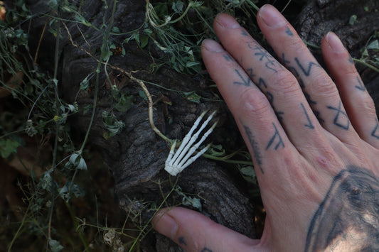 Lucky Cottontail Rabbit Paw Articulation