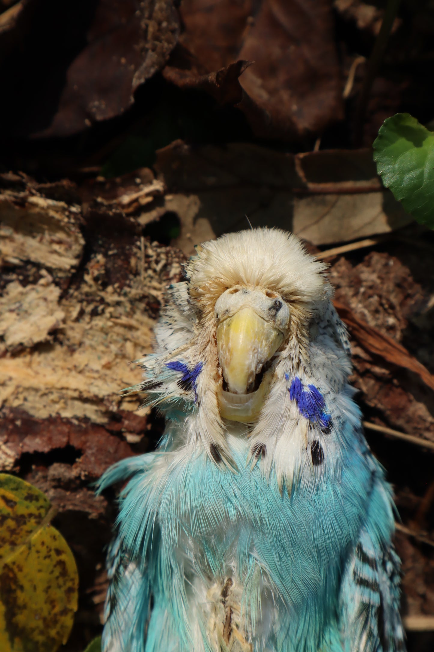 Dry Preserved Parakeet
