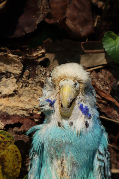 Dry Preserved Parakeet