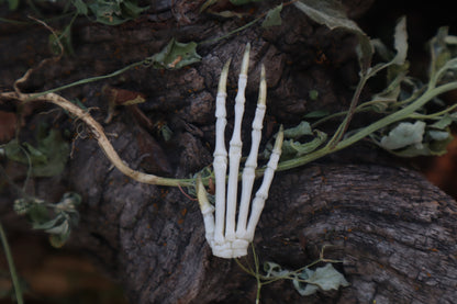 Lucky Cottontail Rabbit Paw Articulation