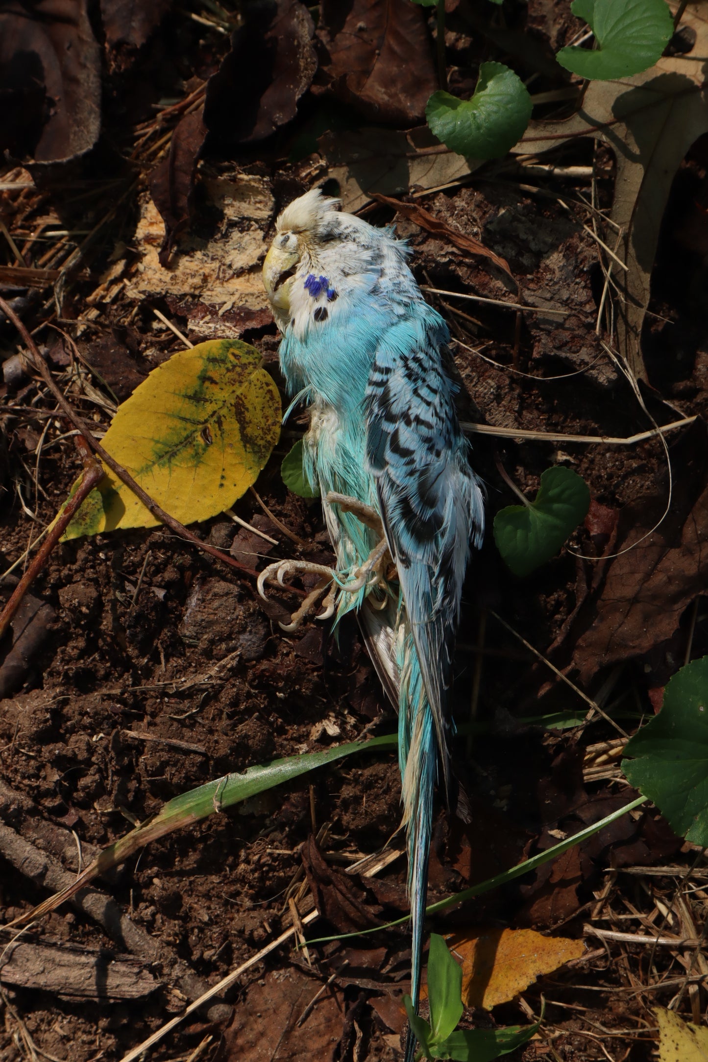 Dry Preserved Parakeet