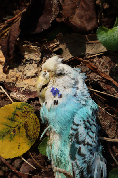 Dry Preserved Parakeet