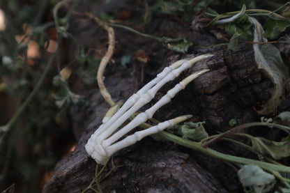 Lucky Cottontail Rabbit Paw Articulation