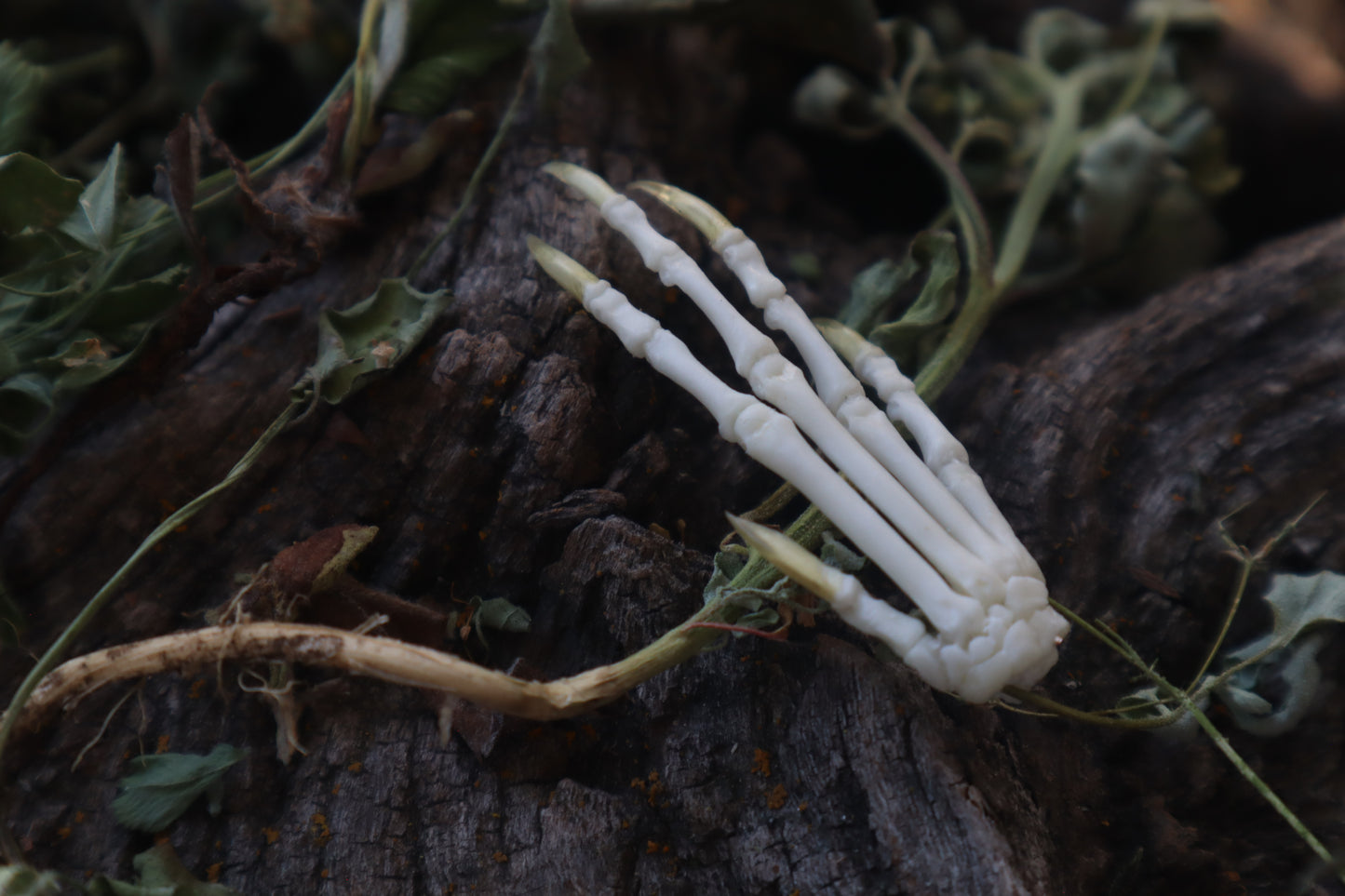 Lucky Cottontail Rabbit Paw Articulation