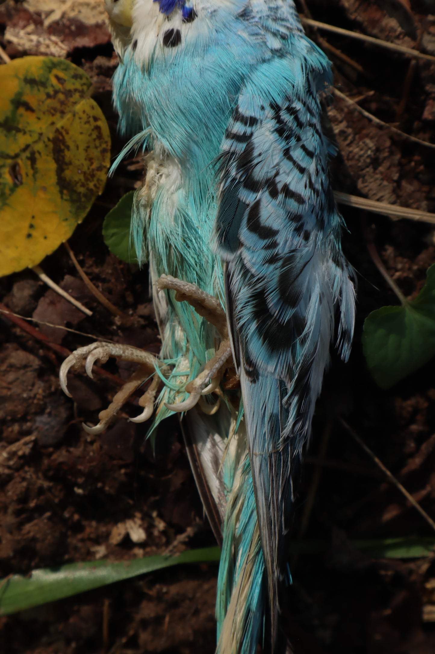 Dry Preserved Parakeet