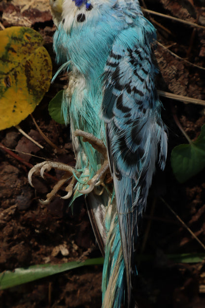Dry Preserved Parakeet