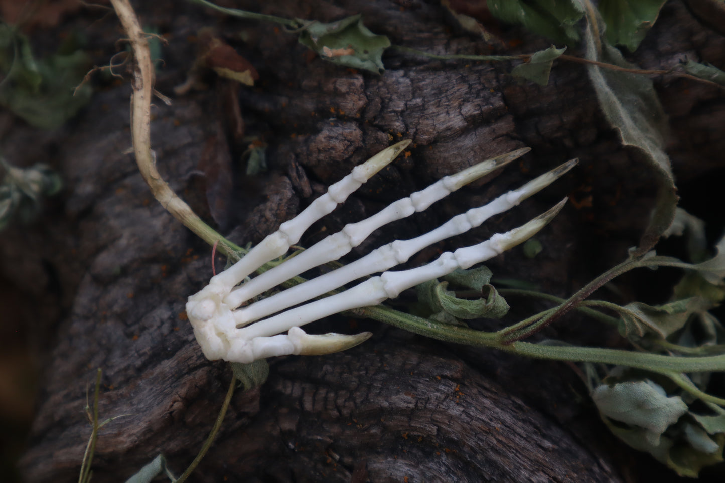 Lucky Cottontail Rabbit Paw Articulation