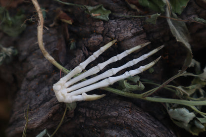 Lucky Cottontail Rabbit Paw Articulation