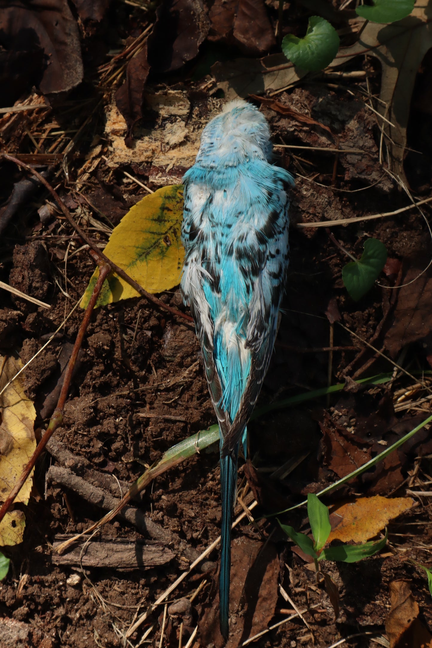 Dry Preserved Parakeet